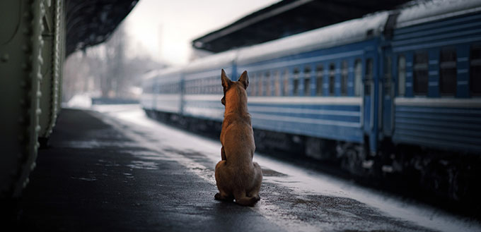 Chien à la gare.  Voyager avec l'animal.