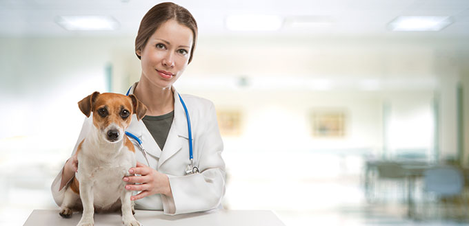 Clinique vétérinaire pour chiens