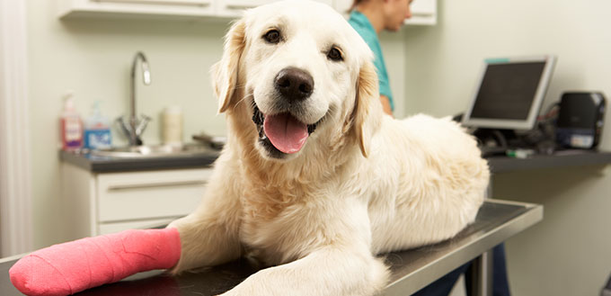 Female Veterinary Surgeon Treating Dog