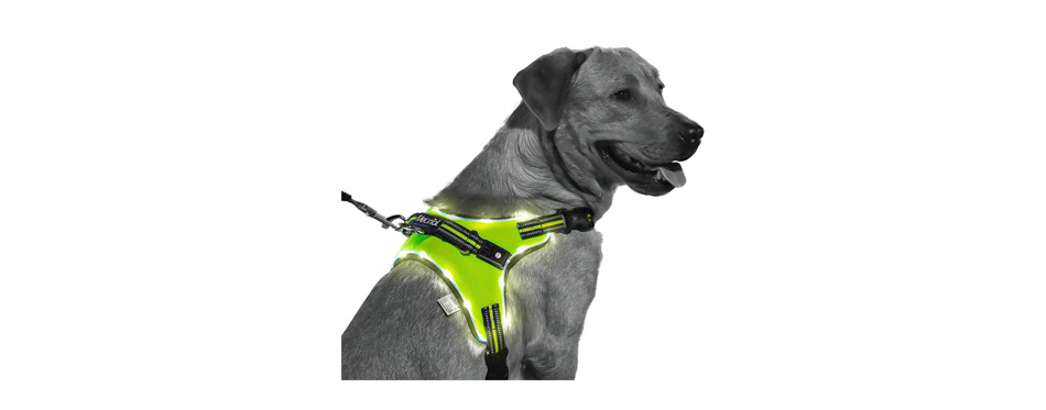 MelonTaiL Light Up Dog Harness 