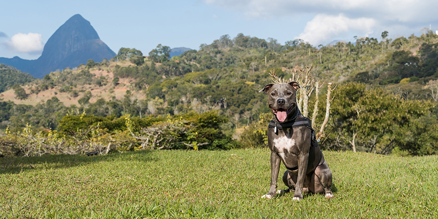 Pit bull dog playing in an open field at sunset. 