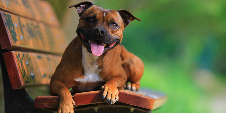 Staffordshire bull terrier