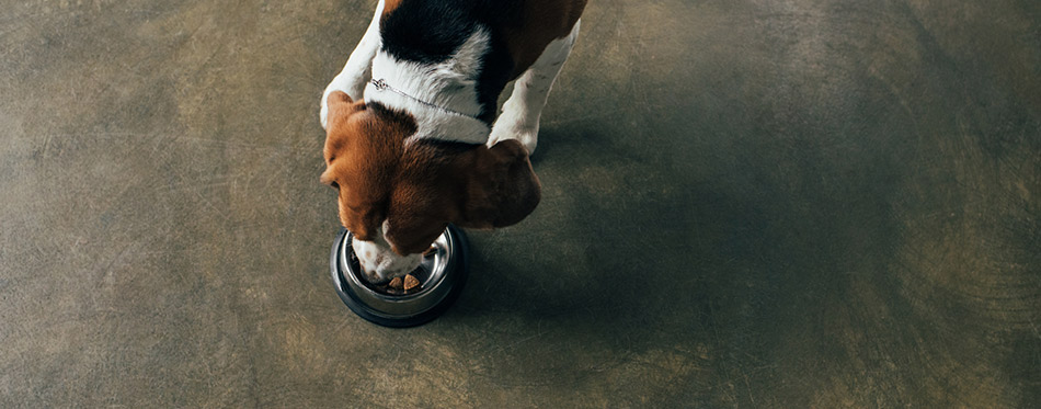 Top view of beagle dog eating from metal bowl in kitchen