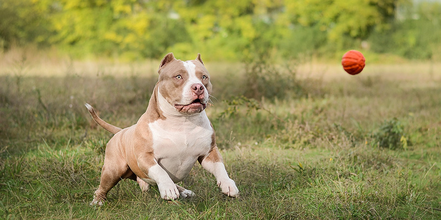 beautiful dog on an active walk with the owner in the park