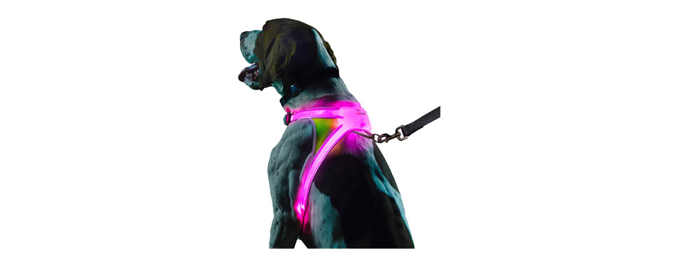 Best LED: Noxgear LightHound LED Dog Harness