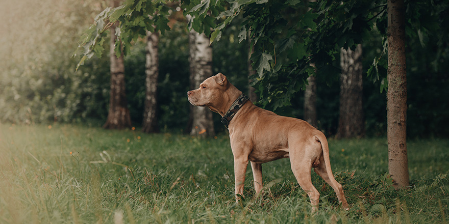 pit bull red nose portrait