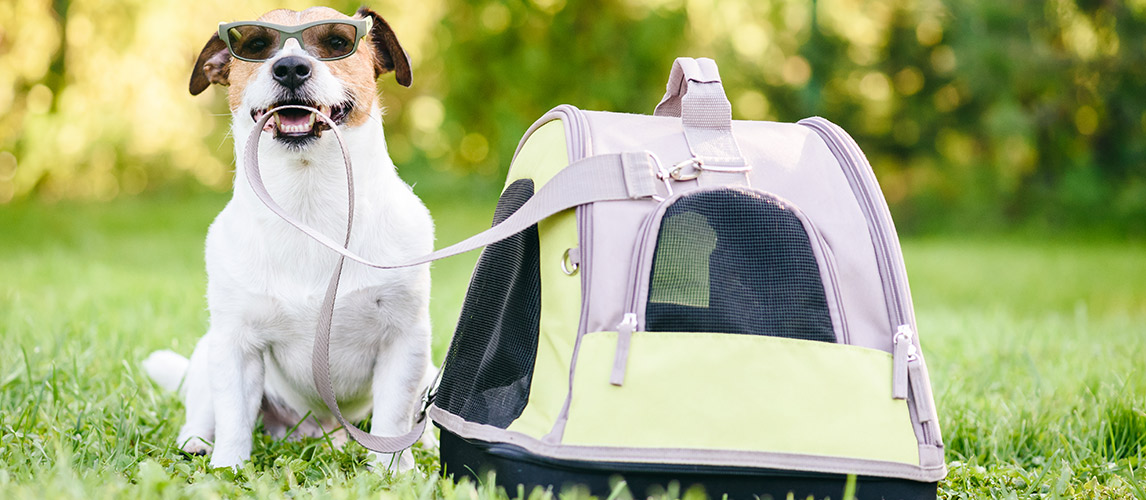 Best-Dog-Carrier-Purses