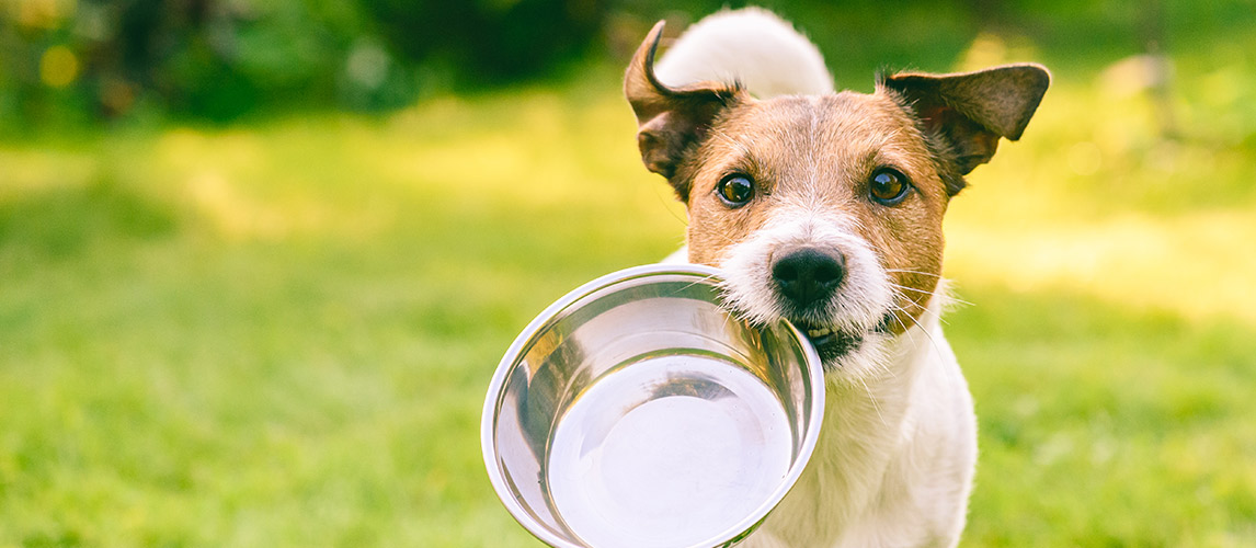 Best-Lamb-Dog-Food