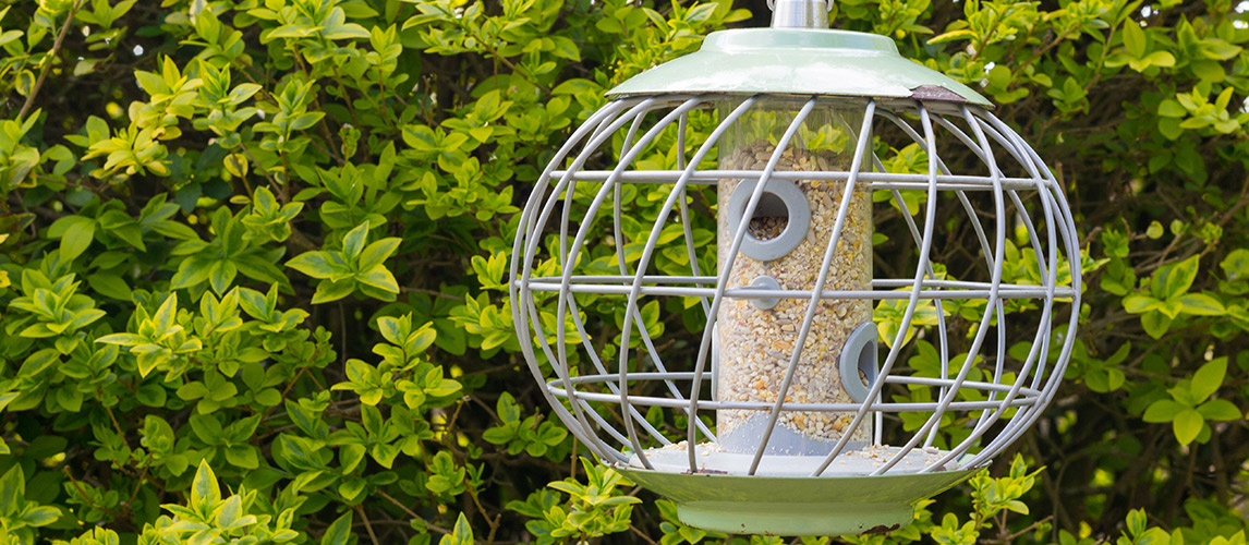 Best-Squirrel-Proof-Bird-Feeder