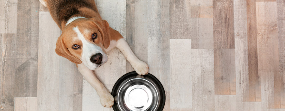 Cute Beagle dog lying on floor near bowl, top view