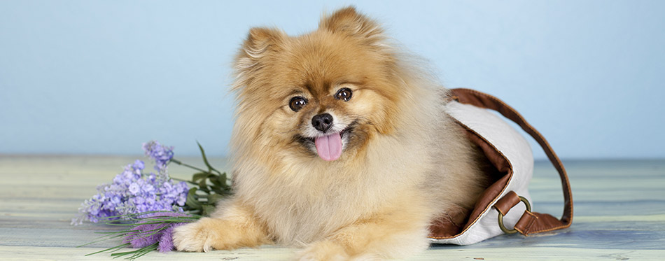 Pomeranian dog inside a bag with flowers on the side