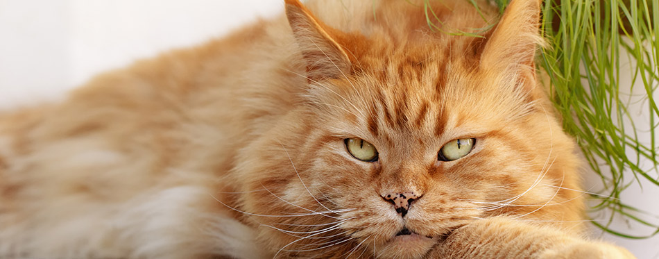 Red Maine coon cat having a rest near the cat grass. How to prevent and treat hairballs for your cat.