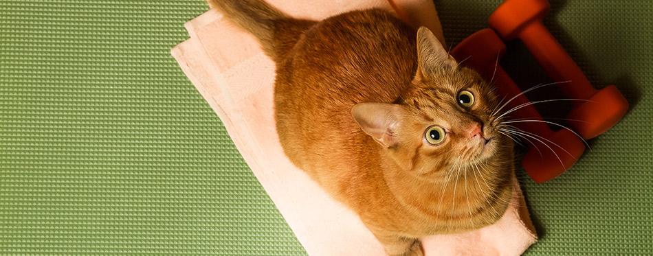 Red cat with a dumbbell in the sports mat. Sports concept