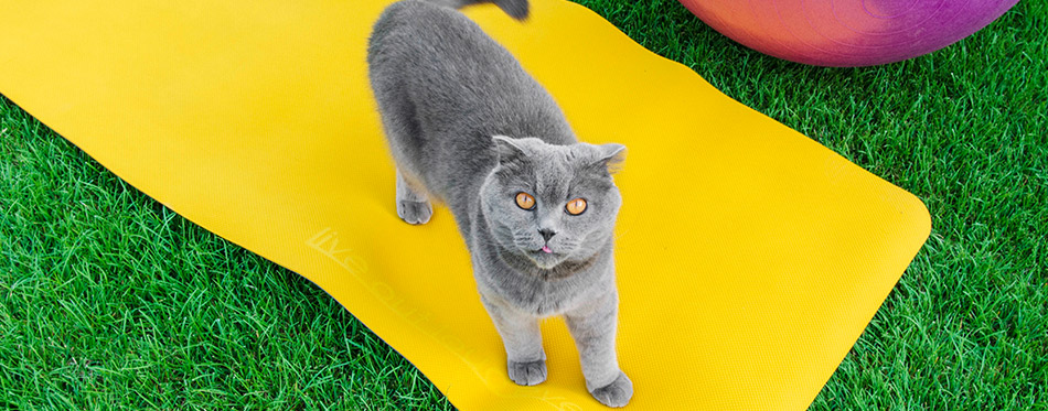 a grey cat o a yellow yoga mat