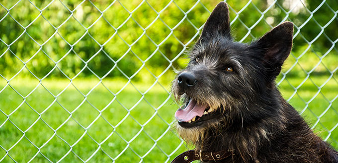 Beau portrait d'un chien noir hirsute dans un collier avec une bouche ouverte sur fond vert avec une clôture en maille