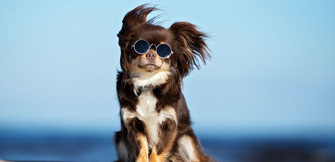 Chien chihuahua drôle posant sur une plage à lunettes de soleil