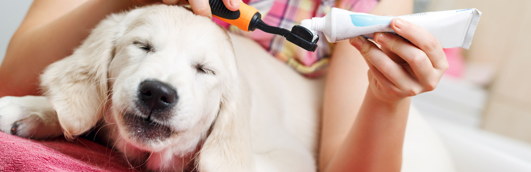 5 SImple and Affordable Homemade Dog Toothpaste Recipes