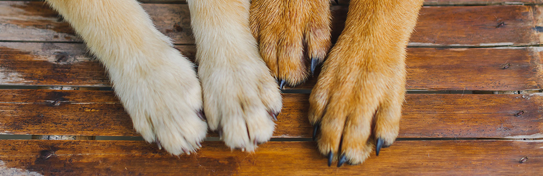 5 Ways to Stop Your Dog's Nail From Bleeding