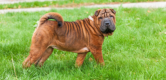 A beautiful, young red fawn Chinese Shar Pei dog standing on the lawn, distinctive for its deep wrinkles and considerd to be a very rare breed