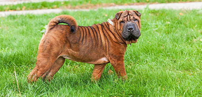 Un beau jeune chien Shar Pei chinois fauve rouge debout sur la pelouse, distinctif pour ses rides profondes et considéré comme une race très rare