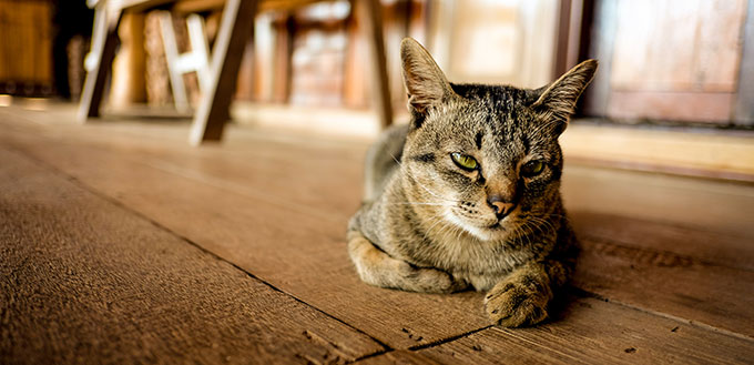 Un chat est allongé sur le plancher en bois, chat ennuyeux, chat de rue