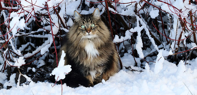 A female Norwegian Forest Cat sits in winter in the snow under a bush