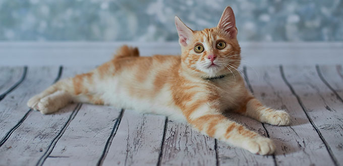 A photo of funny red american bobtail cats three monthes old on blured background