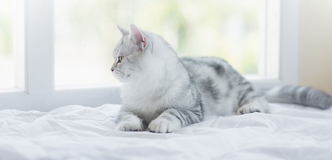 American Shorthair cat lying on white bed and looking out the window