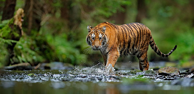 Amur tiger walking in the water. Dangerous animal, taiga, Russia. Animal in green forest stream. Grey stone, river droplet. Wild cat in nature habitat.