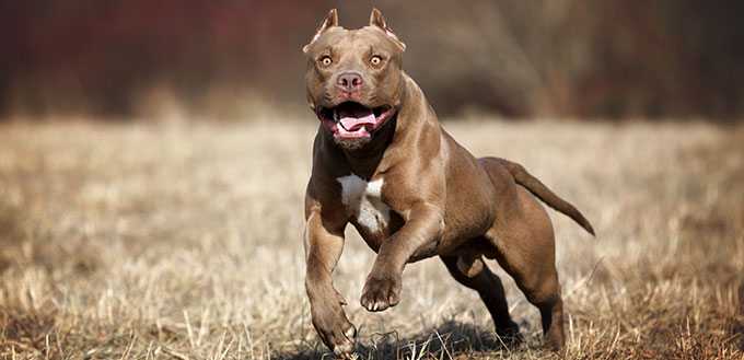 Beautiful American Pit Bull Terrier dog running on the field