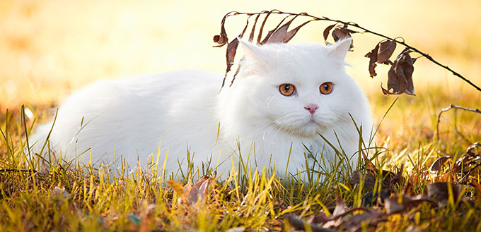 Beautiful Turkish Angora cat with long white hair playing outside