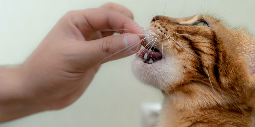 Bengal domestic cat eating a treat from a hand