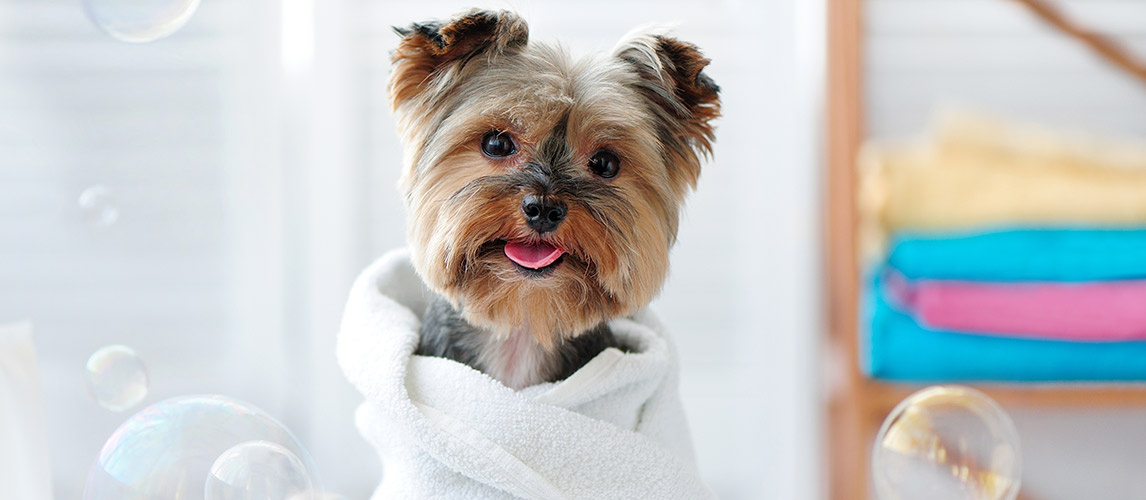 Best-Dog-Conditioners