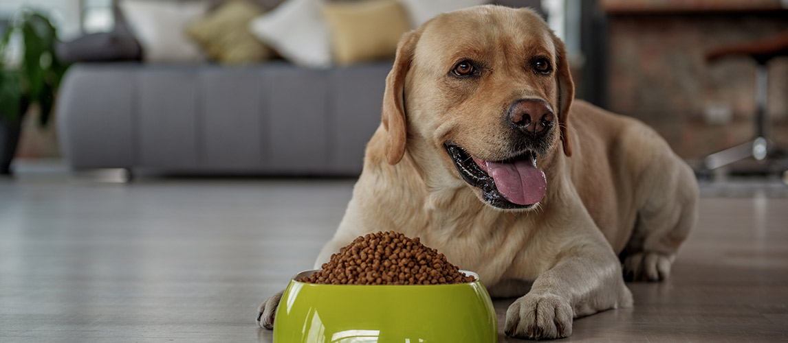 Best-Dog-Food-Without-Peas-&-Legumes