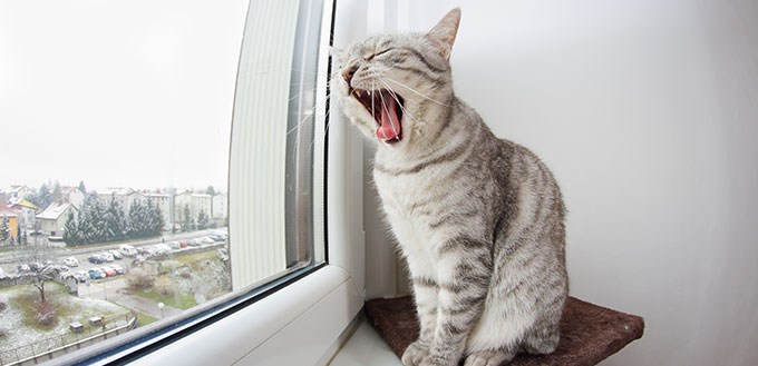 Bored silver tabby (tiger pattern) cat yawning when looking through window