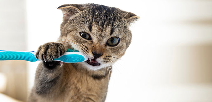 British kitten and a toothbrush.
