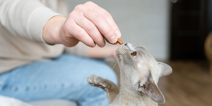 Burmese cat receives treats