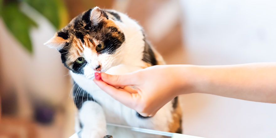 Calico cat standing up on hind legs leaning on table with two front paws sniffing treat