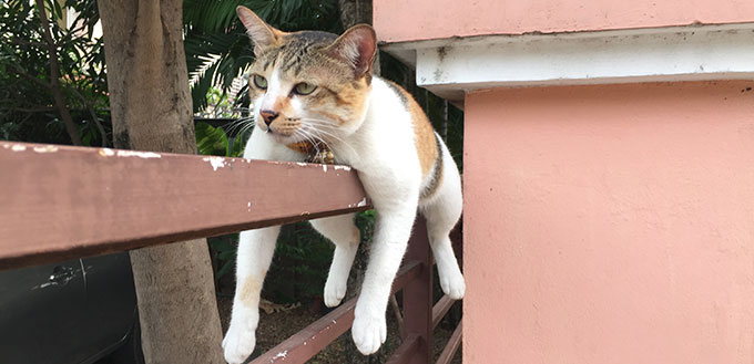 Chat ennuyé des humains allongé sur la clôture