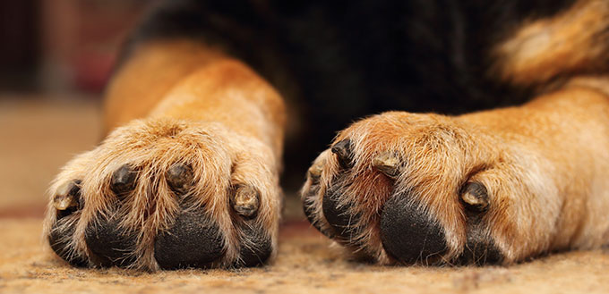 Closeup of shepherd dog's paws lying on the carpet