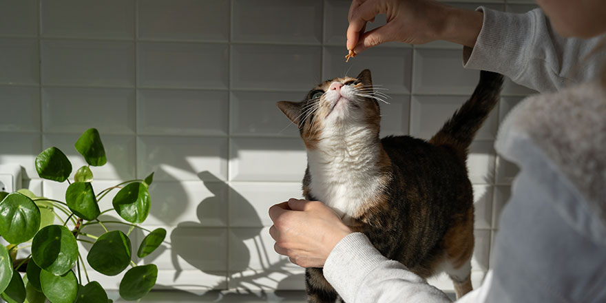 Cute cat reaches for the owner hand for treat