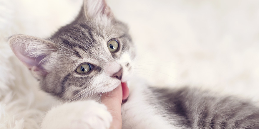 Cute kitten biting a finger