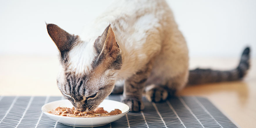 Devon Rex tabby cat sitting next to a white ceramic food plate placed on place mat on the wooden floor and eating wet tuna food