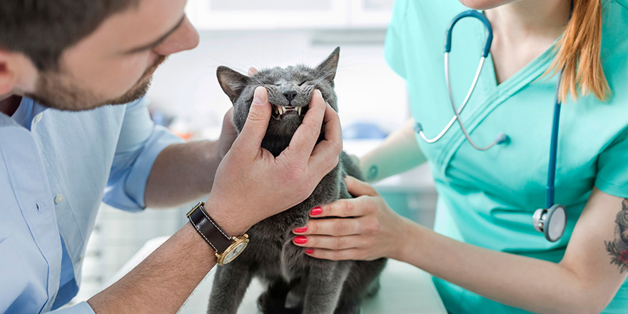 Doctor and owner examining Russian Blue cat's teeth on bed at veterinary clinic
