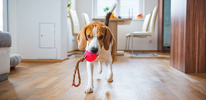 Dog Beagle featching a toy indoors in bright interior.