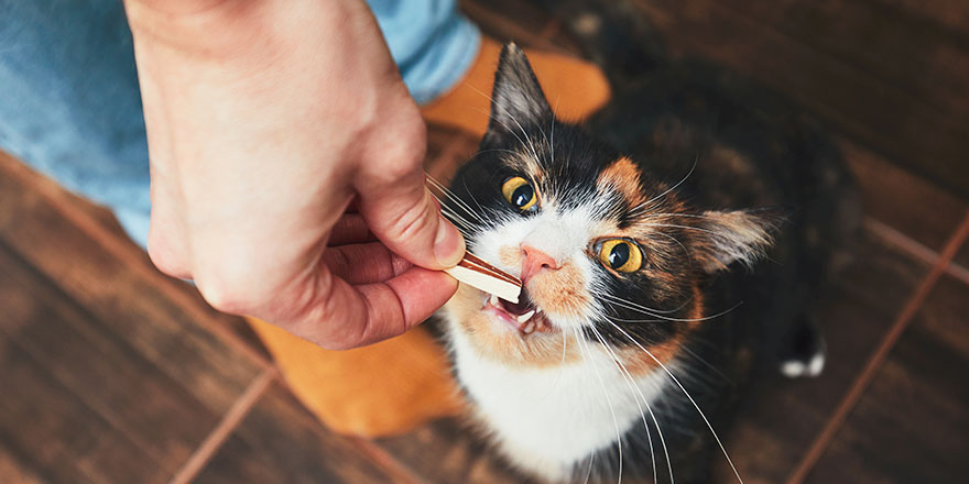 Domestic life with pet Young man gives his cat meat snack