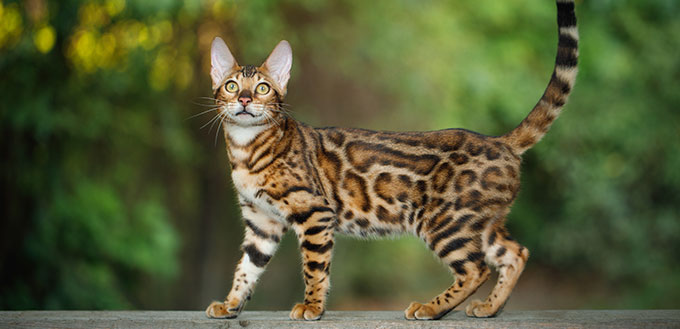 Gold Bengal Cat Walk on plank outdoor, side view, nature green background