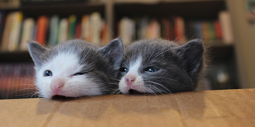 Gray and white kittens mischievously biting on a cardboard box.