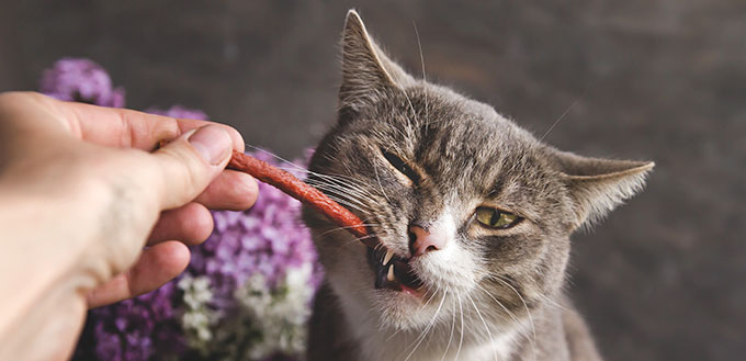 Gray tabby cat chews cat sausage. Feline treat. Human hand feeds a cat.
