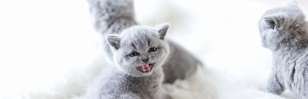 Help Your Teething Kitten in 3 Simple Steps